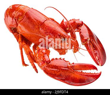 Red lobster isolated on white background, full depth of field Stock Photo