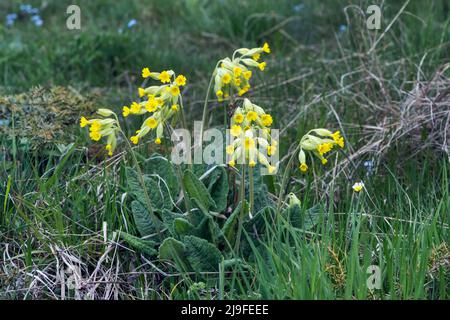 Primula veris, Cowslip Stock Photo