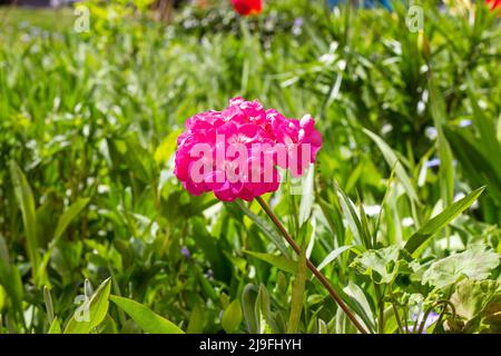 Bright pink Garden Geranium flower on green leaves background in the park in summer. Stock Photo