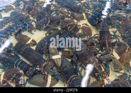 Close up of live lobsters under water in a tank, ready for purchase for a seafood dinner. Stock Photo