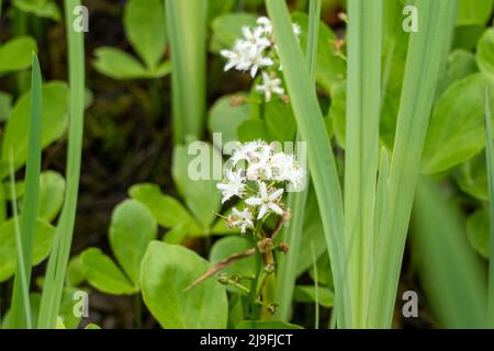 Close up of Menyanthes trifoliata - the bogbean or buckbean plant, growing in North East England, UK Stock Photo