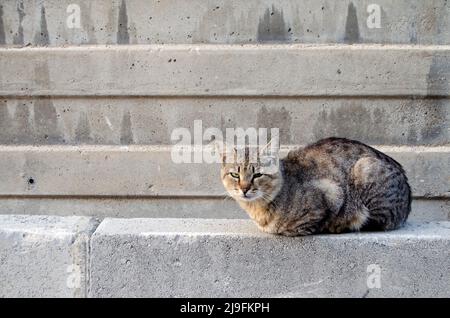 Angry, sleepy feral cat taking sun bath in front of gray cement wall alone at evening Stock Photo