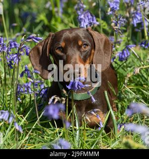 Miniature Smooth haired Dachshund Dog Stock Photo