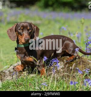 Miniature Smooth haired Dachshund Dog Stock Photo