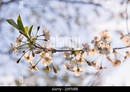 Branch of cherry tree with blooming white flowers in golden evening sun. Abstract spring seasonal natural background. Stock Photo