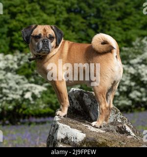 Puggle dog, cross between a pug and a beagle Stock Photo