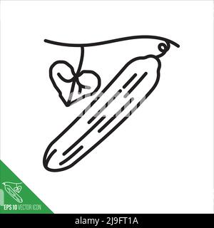 Cucumber gourd vegetable with vine and leaf icon, outline style vector illustration Stock Vector