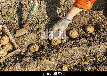 Gardening conceptual background. Woman's hands planting potatoes in to the soil. Spring season of outdoor work in domestic garden Stock Photo