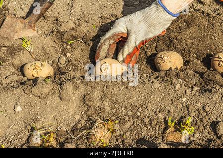 Gardening conceptual background. Woman's hands planting potatoes in to the soil. Spring season of outdoor work in domestic garden Stock Photo