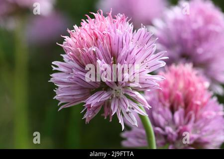 close-up of a single chive blossom against a natural blurred Stock Photo