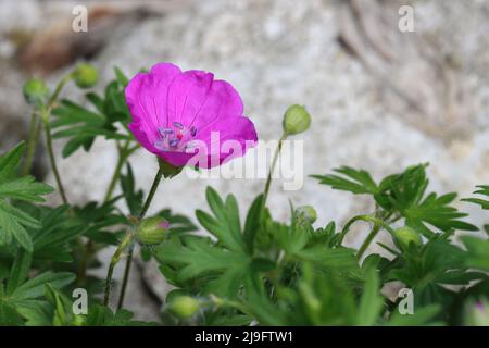 close-up of a single pink cranesbill flower against a grey stony background Stock Photo