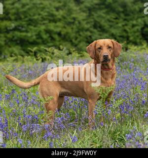 yellow labrador retriever standing in bluebells Stock Photo