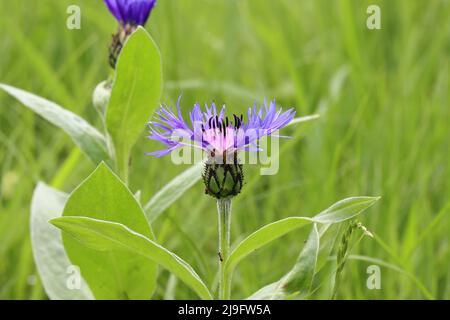 a beautiful centaurea montana is growing in a meadow, green blurry background Stock Photo