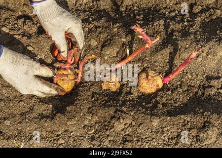 Gardening conceptual background. Woman's hands planting potatoes in to the soil. Spring season of outdoor work in domestic garden Stock Photo