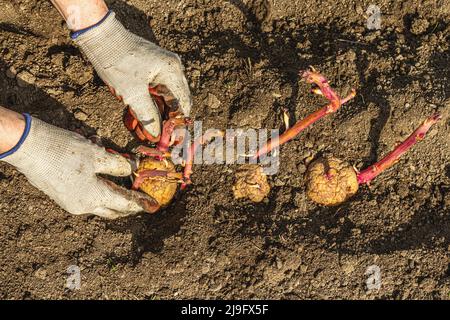 Gardening conceptual background. Woman's hands planting potatoes in to the soil. Spring season of outdoor work in domestic garden Stock Photo