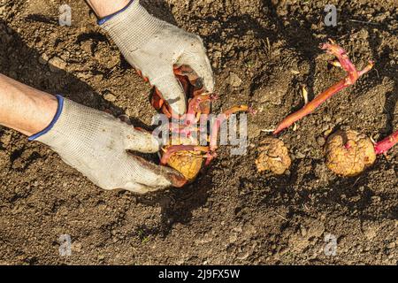 Gardening conceptual background. Woman's hands planting potatoes in to the soil. Spring season of outdoor work in domestic garden Stock Photo