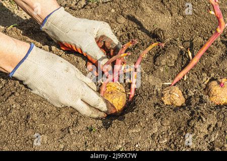 Gardening conceptual background. Woman's hands planting potatoes in to the soil. Spring season of outdoor work in domestic garden Stock Photo