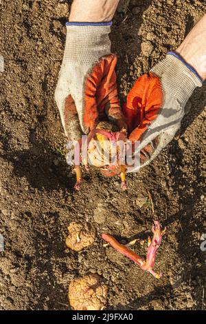 Gardening conceptual background. Woman's hands planting potatoes in to the soil. Spring season of outdoor work in domestic garden Stock Photo