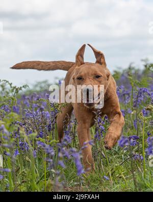 yellow labrador retriever running through bluebells Stock Photo