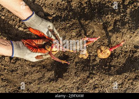 Gardening conceptual background. Woman's hands planting potatoes in to the soil. Spring season of outdoor work in domestic garden Stock Photo