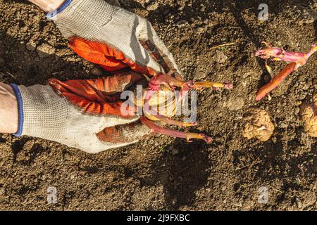 Gardening conceptual background. Woman's hands planting potatoes in to the soil. Spring season of outdoor work in domestic garden Stock Photo