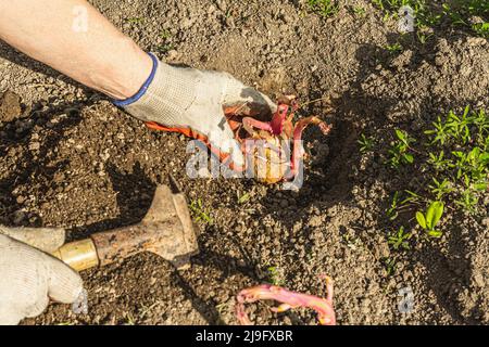 Gardening conceptual background. Woman's hands planting potatoes in to the soil. Spring season of outdoor work in domestic garden Stock Photo