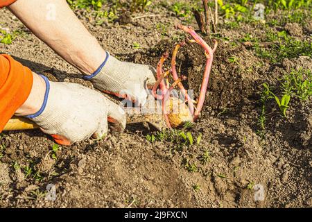 Gardening conceptual background. Woman's hands planting potatoes in to the soil. Spring season of outdoor work in domestic garden Stock Photo