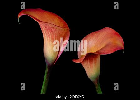 Gorgeous bright orange Calla Lily flowers photographed against a plain black background. Stock Photo
