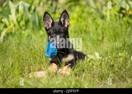 A cute little German Shepherd puppy gnaws on a toy on the green grass on a sunny summer day. Portrait of a cheerful puppy with big ears Stock Photo