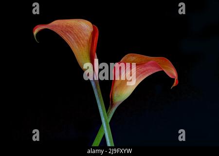 Gorgeous bright orange Calla Lily flowers photographed against a plain black background. Stock Photo