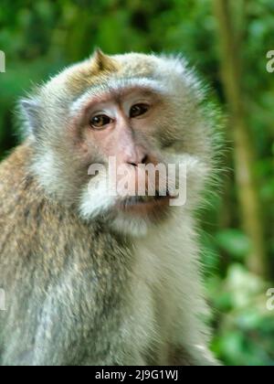 A close up picture of a balinese monkey