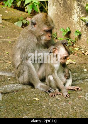 A close up picture of a balinese monkey