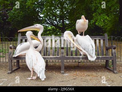 London, UK. 23rd May 2022. Resident pelicans relax on a bench in St James's Park. Six great white pelicans (Pelecanus onocrotalus, also known as eastern white pelicans) call the park in Central London their home and are free to come and go as they please. Credit: Vuk Valcic/Alamy Live News Stock Photo