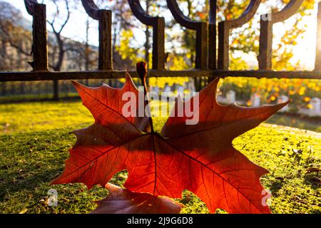 Autumn leaves falling Stock Photo