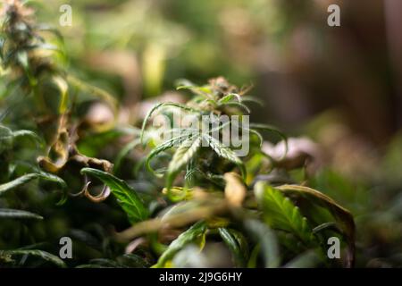 Marijuana grows under lamps. Hemp plant. Tops of marijuana are in process of maturation. Cultivation of bushes containing cannabinoids. Narcotic subst Stock Photo