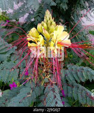 Flower of the plant Caesalpinia gilliesii, also called Erythrostemon gilliesii, ornamental shrub, commonly known as bird of paradise Stock Photo