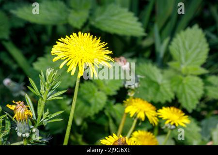 Dandelions left to grow in a wildlife garden, Sussex, England, UK Stock Photo