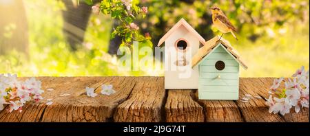 Two colorful bird houses with little bird on a wooden table in a blooming orchard with sunlight rays Stock Photo