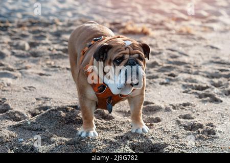 Red english british bulldog in orange harness sitting on the seaside on sunny warm day Stock Photo