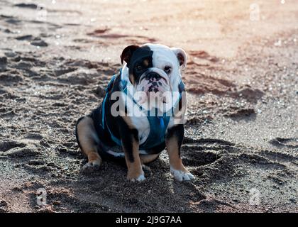 Black tri-color english british bulldog in blue harness sitting on the seaside on sunny warm day Stock Photo