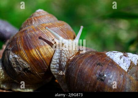 Big snail in natural habitat. on a sunny day. macro photo Stock Photo