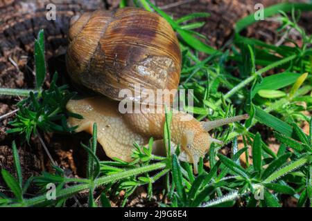 Big snail in natural habitat. on a sunny day. macro photo Stock Photo