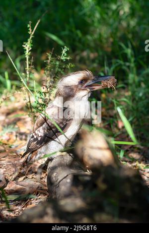 laughing kookaburra on a ground eating food. Stock Photo