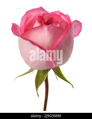 Pink rose flower isolated   on white background Stock Photo