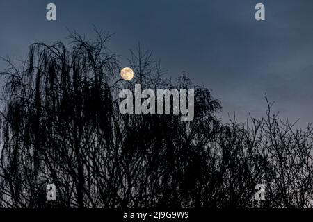 Clear moon passing over a tree on an autum night Stock Photo