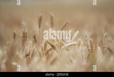 Zhengzhou. 22nd May, 2022. Photo taken on May 22, 2022 shows the wheat field in Huyang Town of Tanghe County, Nanyang City, central China's Henan Province. Farmers in south Henan are now preoccupied with agricultural businesses as summer harvest hits full swing. Credit: Zhang Haoran/Xinhua/Alamy Live News Stock Photo