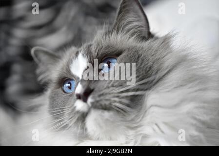 ragdoll cat close up Stock Photo
