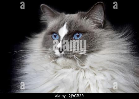 ragdoll cat close up Stock Photo
