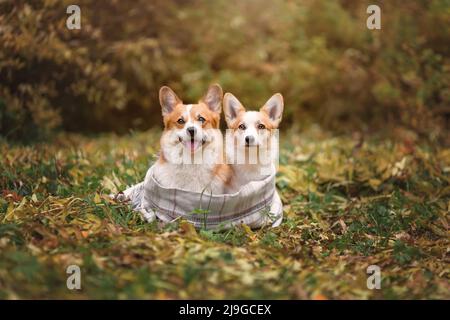 Two welsh corgi pembroke breed dogs sitting together wearing scarf in forest Stock Photo