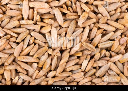 Rye grains background. Pile of rye malt seeds close up. Dry grains of winter rye. Top view Stock Photo